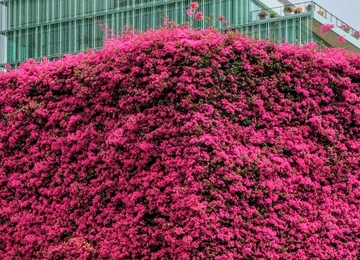 Futility or hope: pink flowers, crowbars & compost